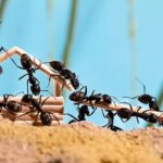Cómo Encontrar el Nido de Hormigas en Casa