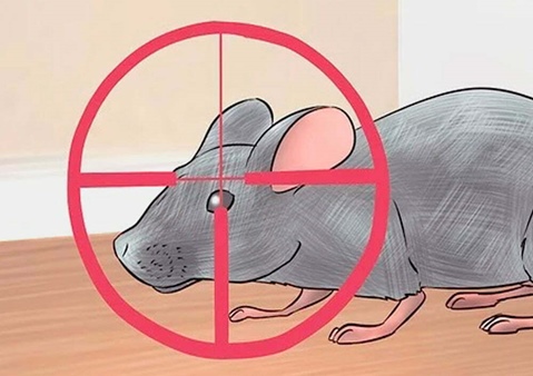 Consejos para Matar Ratones Fácil y Rápido
