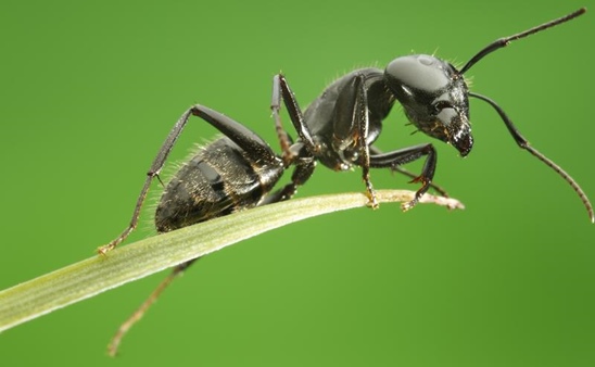 ¿Cuánto Tiempo Viven las Hormigas Comunes?