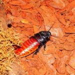 Qué Son las Cucarachas Naranjas Pequeñas y Características