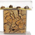 Cómo Hacer una Granja de Hormigas en Casa Fácil y Rápido