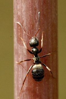 Como Eliminar una Plaga de Hormigas en el Jardín