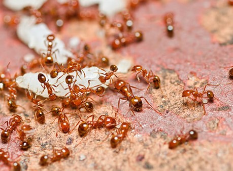 Conoce la Hormiga Roja: Características y Picadura