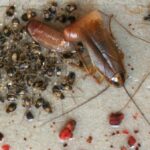 Cómo Eliminar Huevos de Cucaracha: Guía Paso a Paso