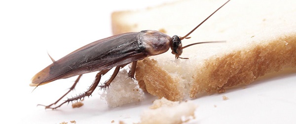 Cómo Prevenir Plaga de Insectos en la Cocina
