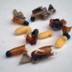 Qué Son las Larvas de Avispa y Qué Comen