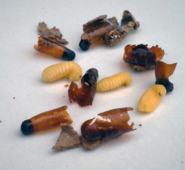 Qué Son las Larvas de Avispa y Qué Comen